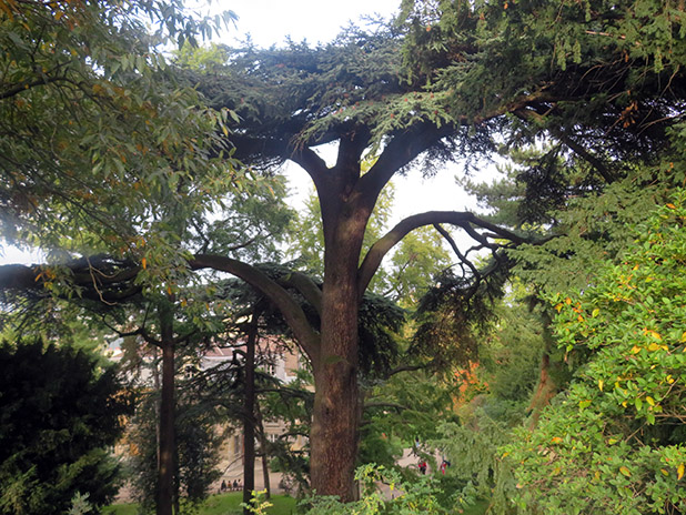 Les arbres remarquables du jardin des plantes